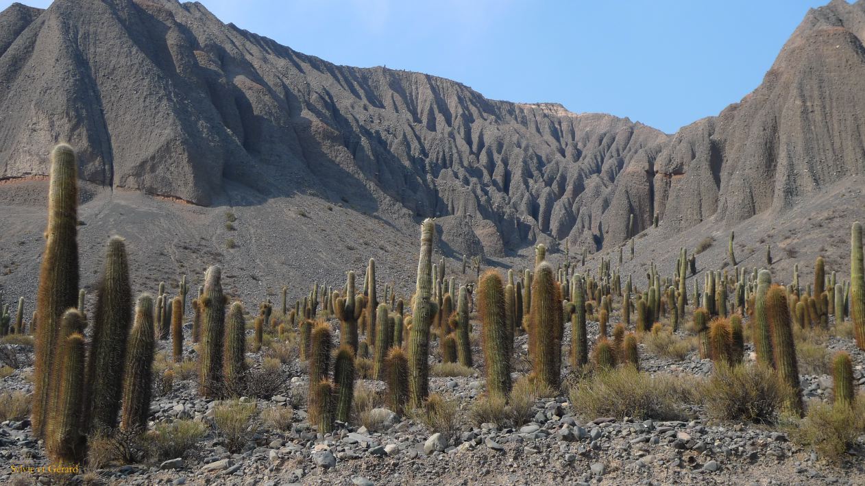 Argentine Nord Puna vers la Quebrada del Toro à partir de San Antonio de Los Andes  030