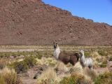 Argentine Nord Puna Susques vers San Antonio de Los Andes  232 lamas