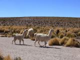 Argentine Nord Puna Susques vers San Antonio de Los Andes  243 lamas