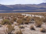 Argentine Nord Puna la route de Susques traversée des Salinas Grande  108 vigognes