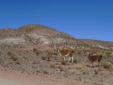 Argentine Nord Puna Susques vers San Antonio de Los Andes  006 lamas
