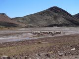 Argentine Nord Puna Susques vers San Antonio de Los Andes  013 moutons