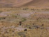 Argentine Nord Puna Susques vers San Antonio de Los Andes  100 lamas