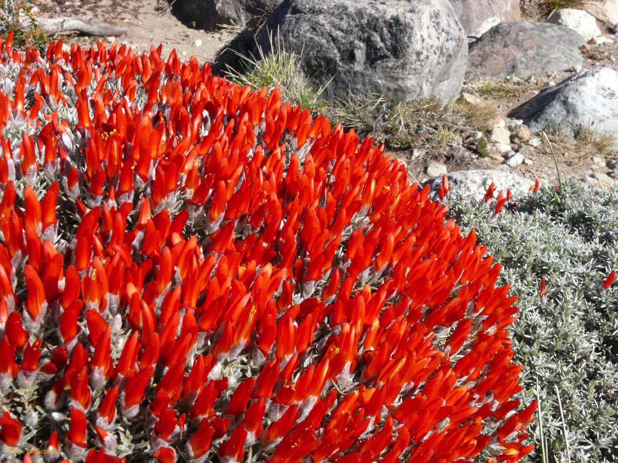 Patagonie El Chaten sendero al Fitz Roy  014