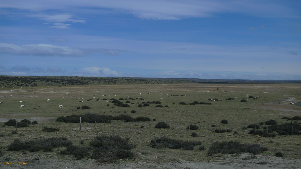 Patagonie El Chaten vers Rio Gallegos  083