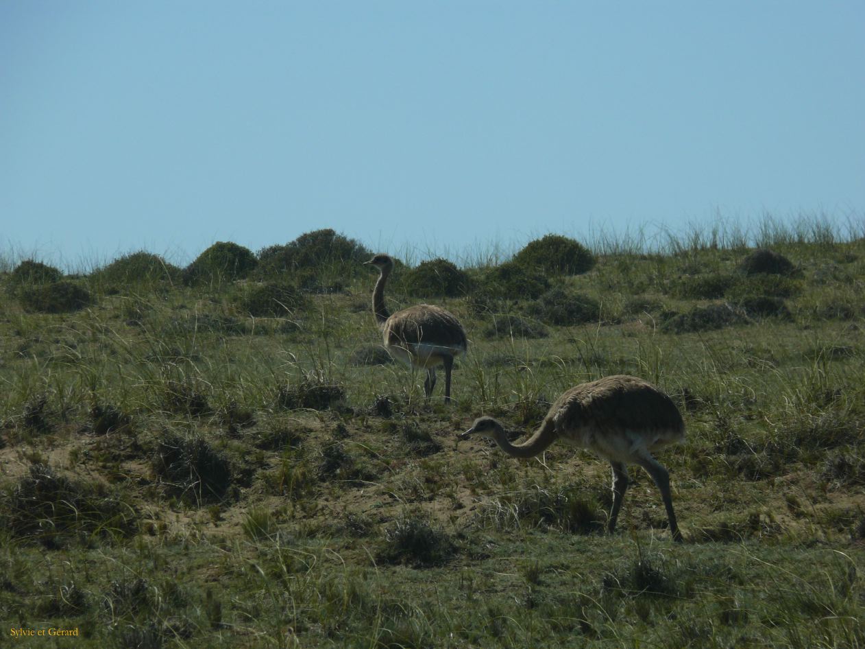 Patagonie Peninsule de Valdes    017 choiques