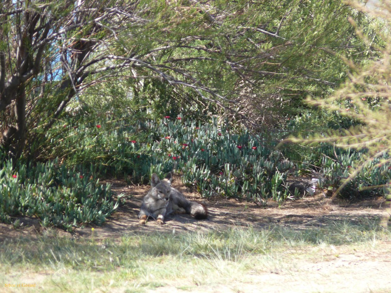 Patagonie Peninsule de Valdes    022 el zorro