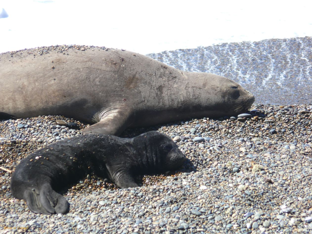 Patagonie Peninsule de Valdes Caleta Valdes  011 elephants de mer