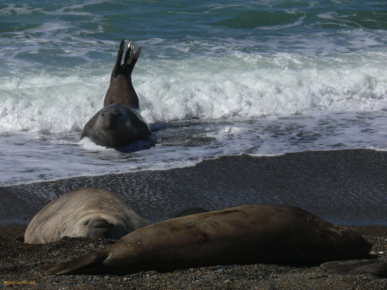 Patagonie Peninsule de Valdes Caleta Valdes  025 deux males elephants de mer
