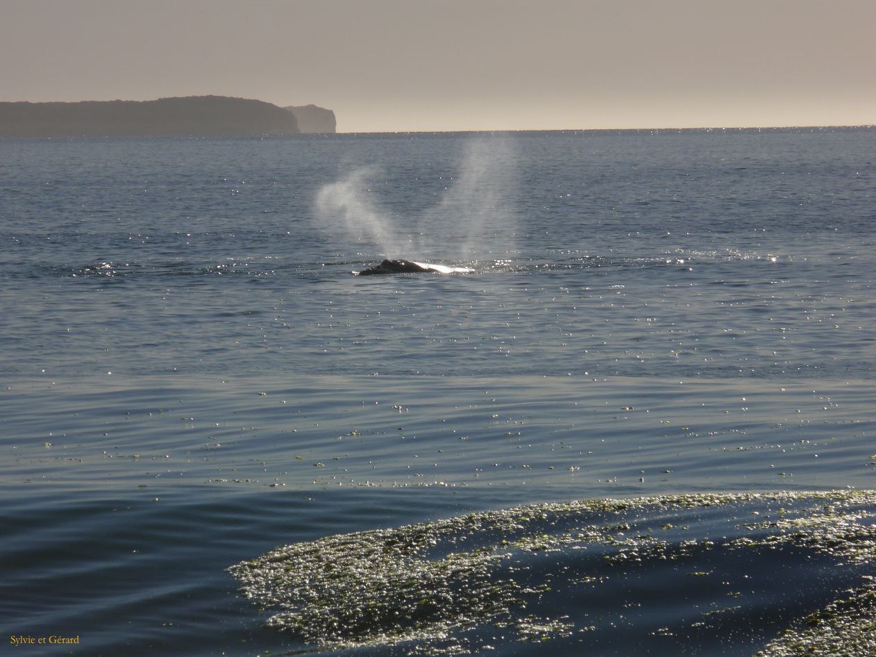 Patagonie Peninsule de Valdes plage El Doradillo  002 baleine franche