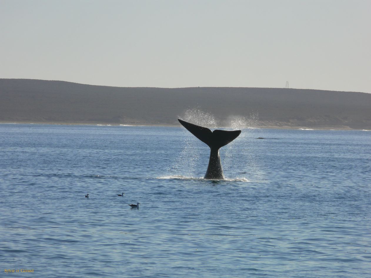 Patagonie Peninsule de Valdes plage El Doradillo  013 baleine franche