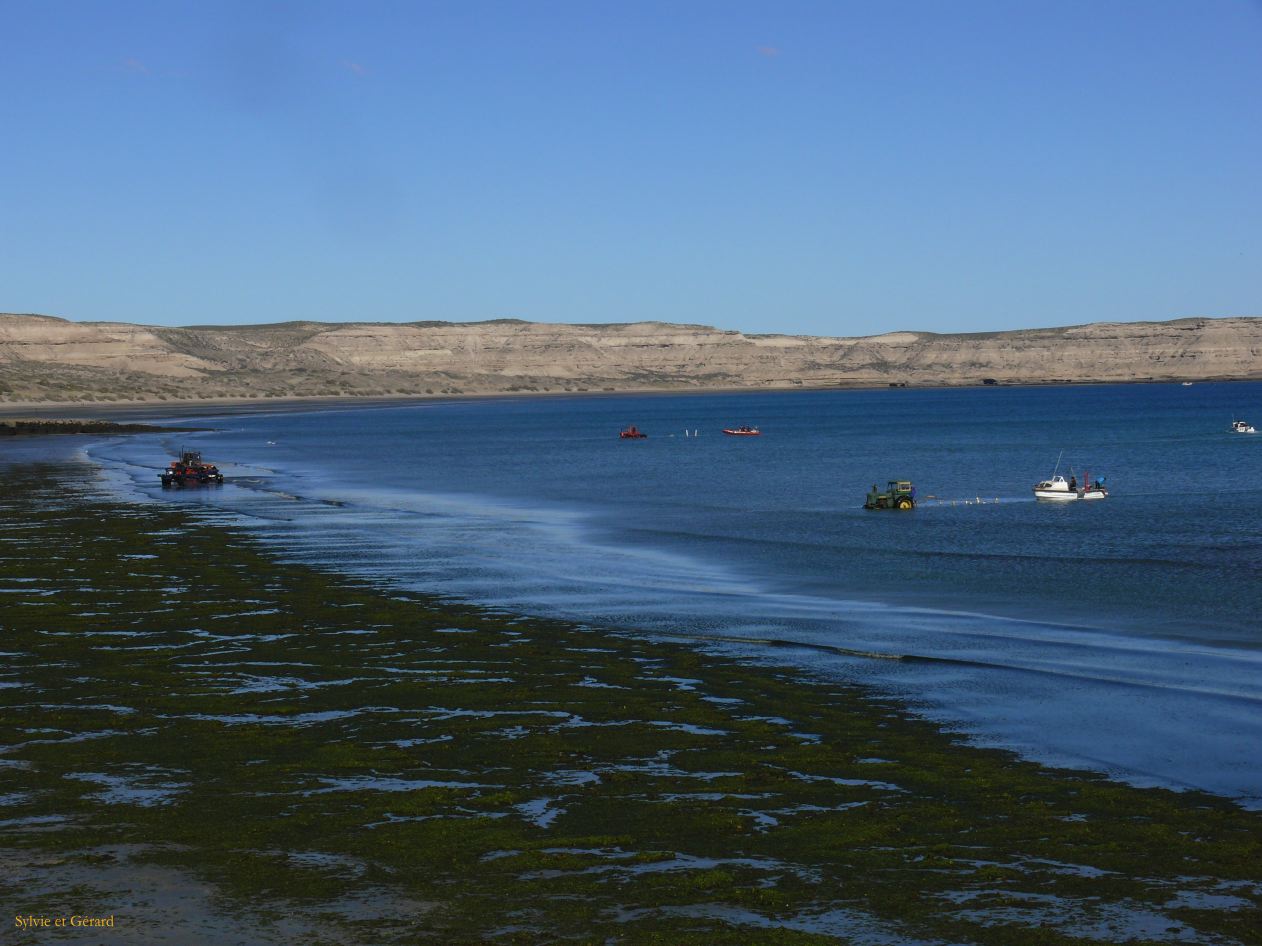Patagonie Peninsule de Valdes Puerto Pyramides   011 remorquage a maree basse