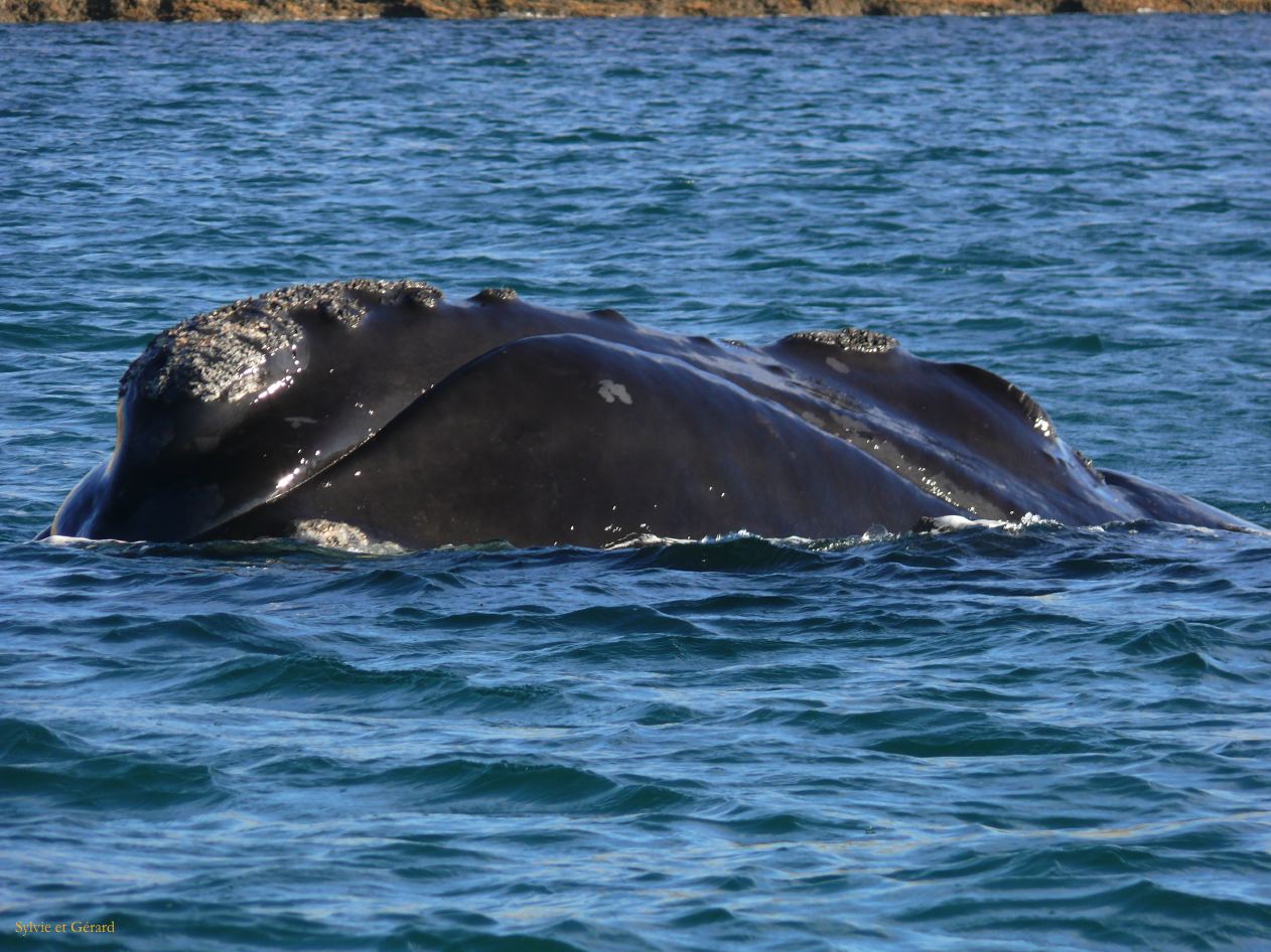 Patagonie Peninsule de Valdes Puerto Pyramides   017 baleine franche