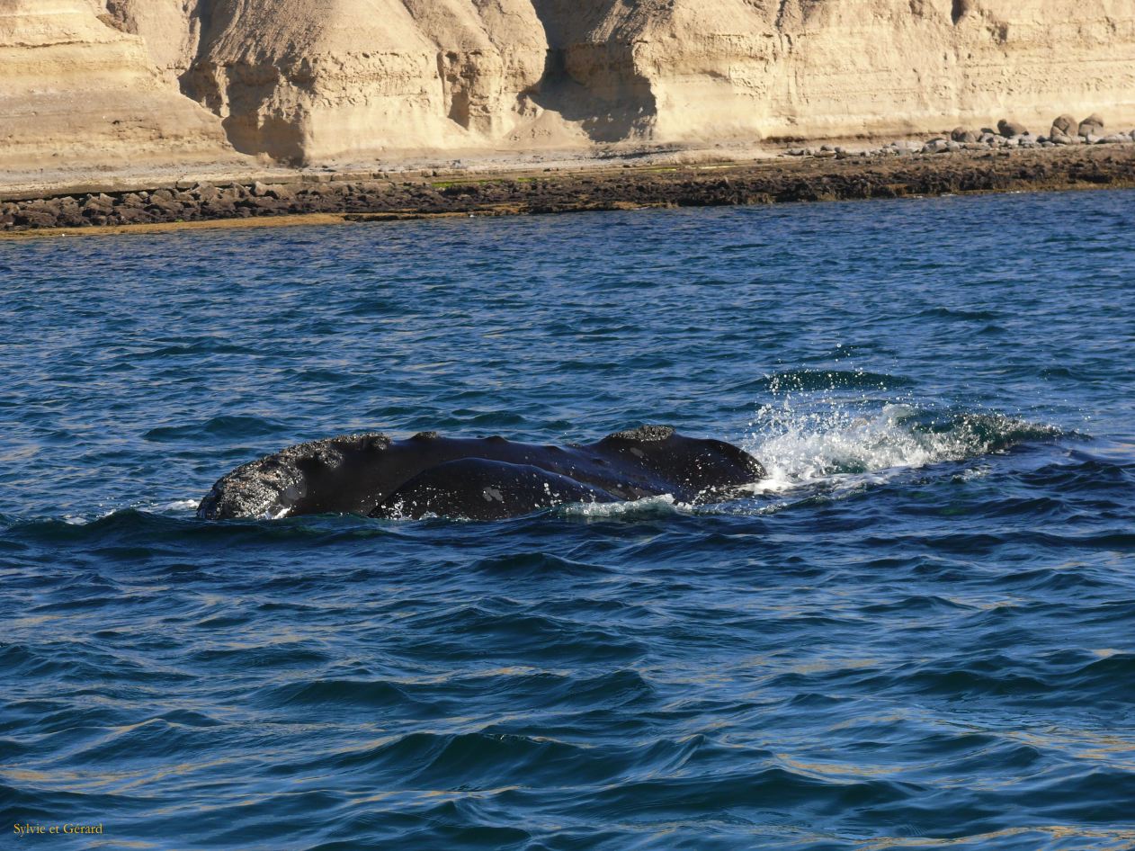 Patagonie Peninsule de Valdes Puerto Pyramides   019 baleine franche