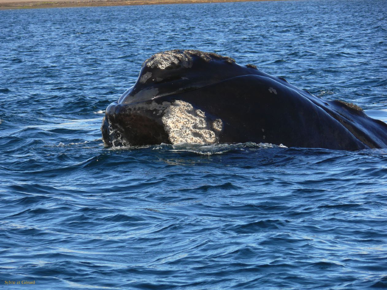 Patagonie Peninsule de Valdes Puerto Pyramides   034 baleine franche