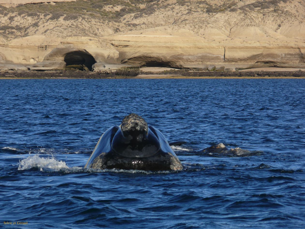 Patagonie Peninsule de Valdes Puerto Pyramides   044 baleine franche