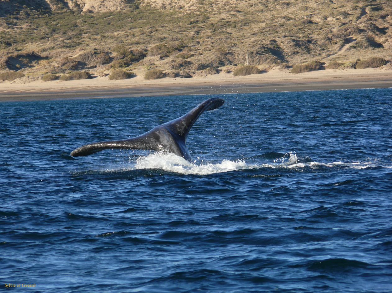 Patagonie Peninsule de Valdes Puerto Pyramides   066 baleine franche