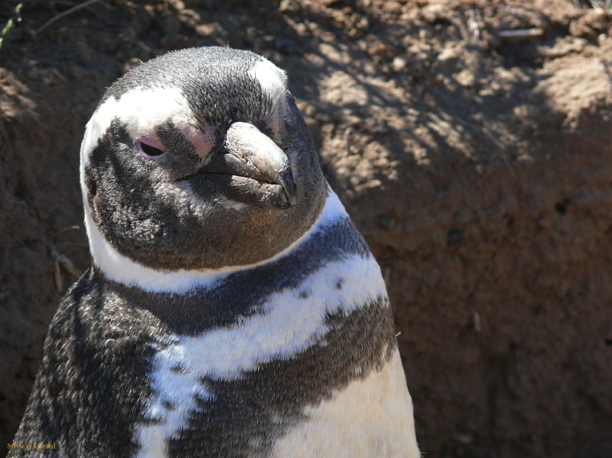 Patagonie Peninsule de Valdes Punta Cantor  022 pingoins de Magellan