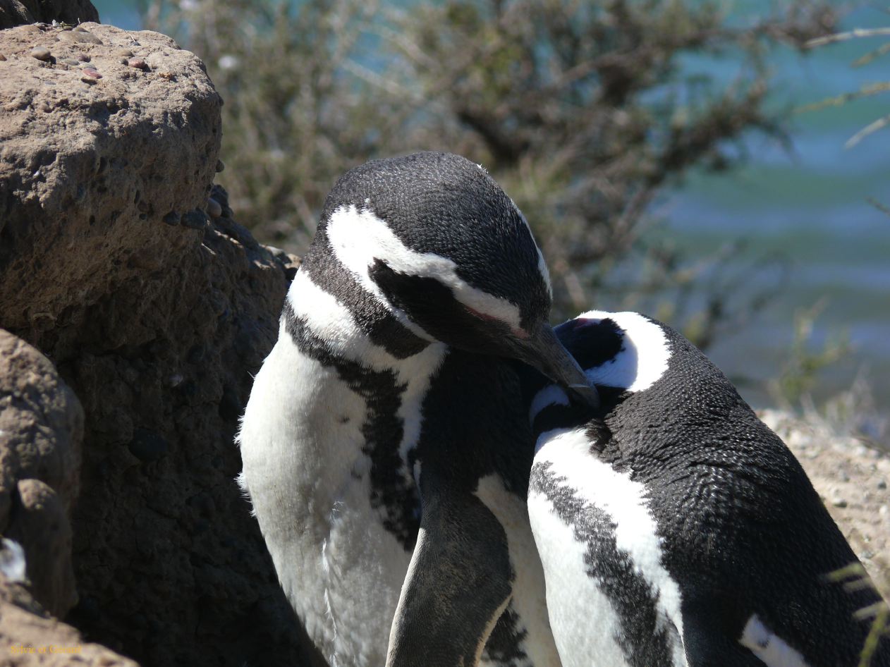 Patagonie Peninsule de Valdes Punta Cantor  031 pingons de Magellan