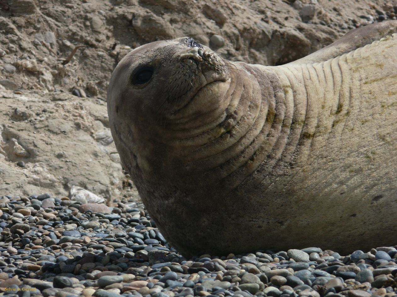 Patagonie Peninsule de Valdes Punta Ninfas  016 femelle elephant de mer