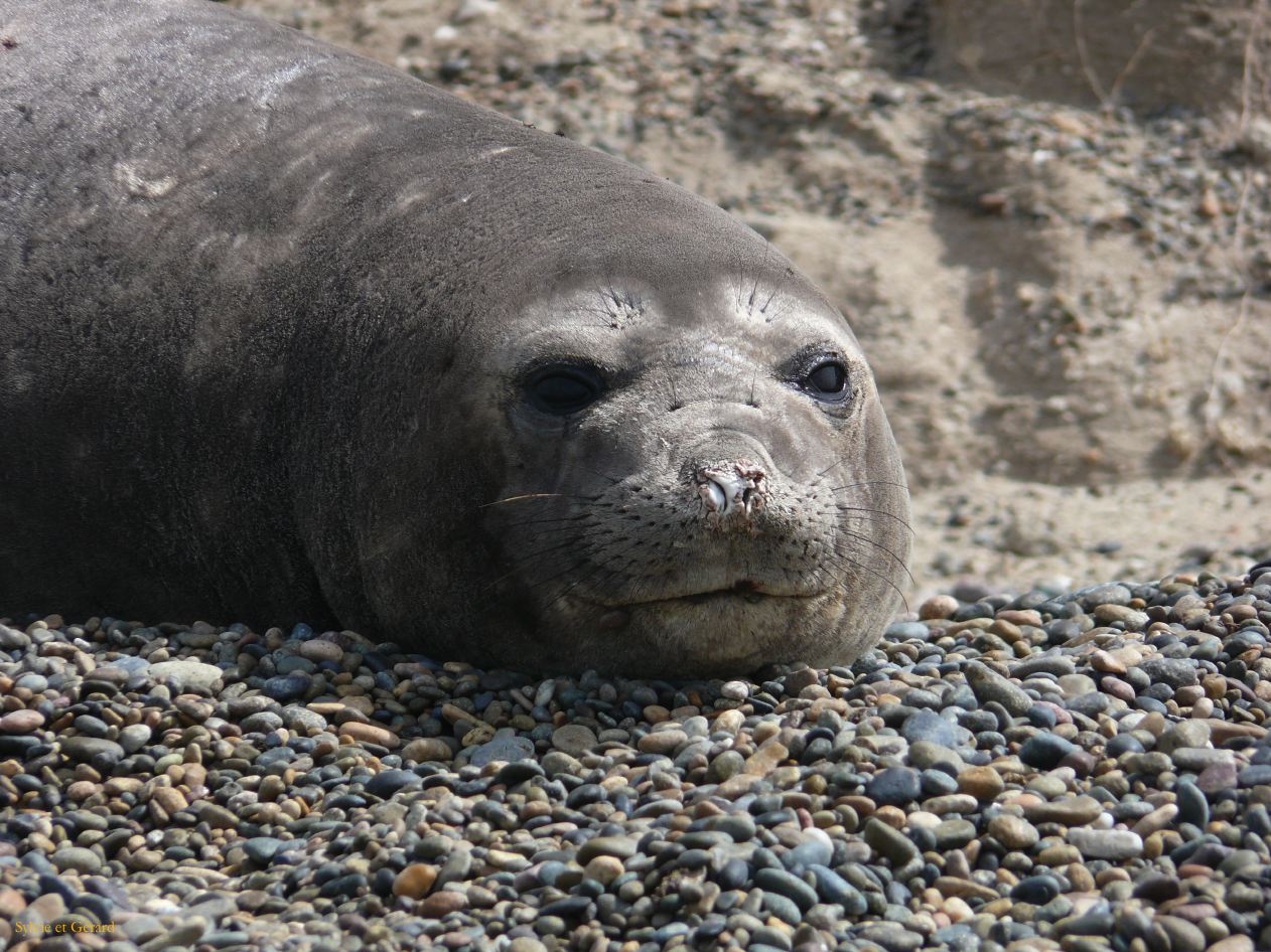 Patagonie Peninsule de Valdes Punta Ninfas  018 femelle elephant de mer