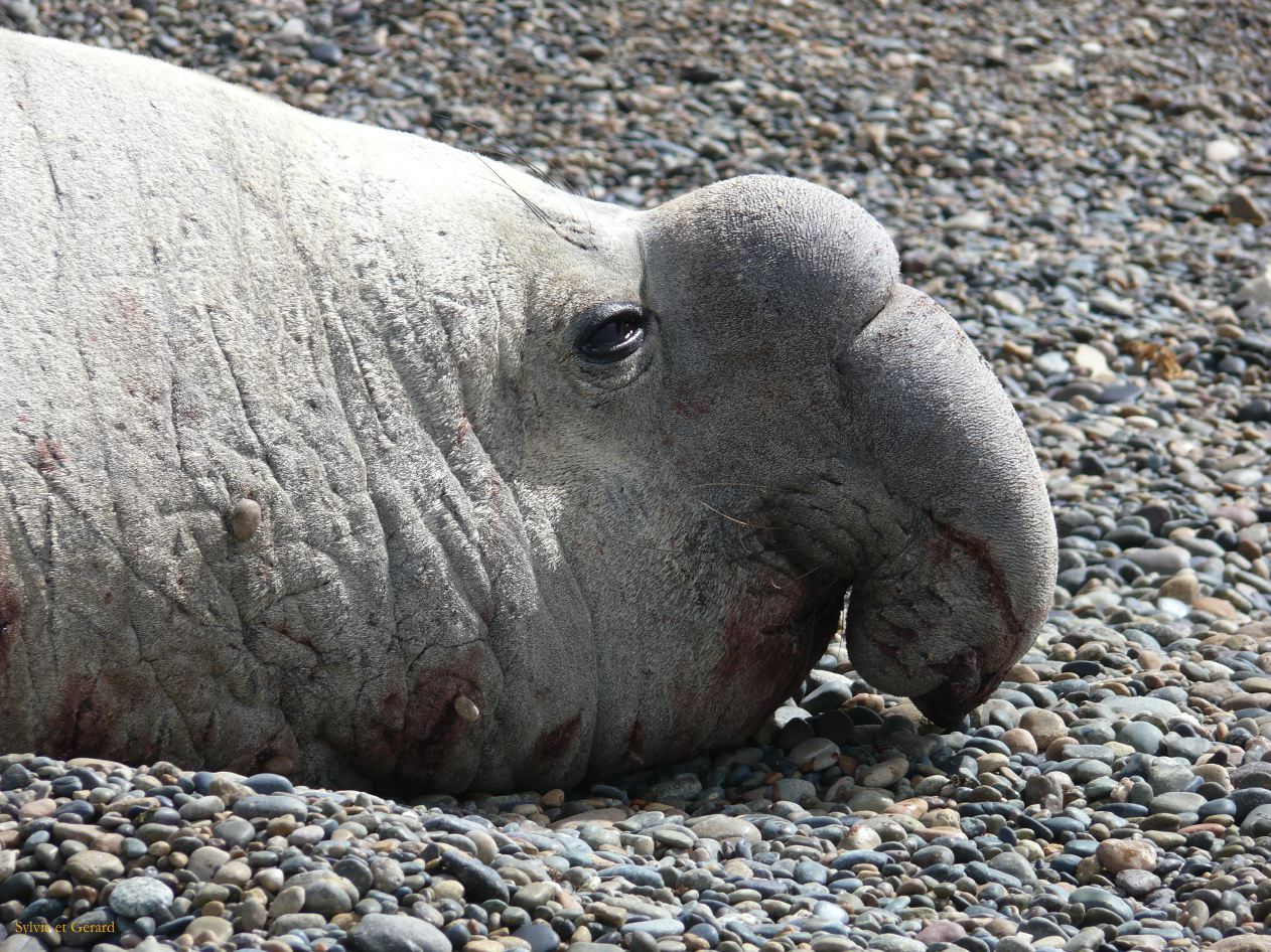 Patagonie Peninsule de Valdes Punta Ninfas  020 male El macho elephant de mer