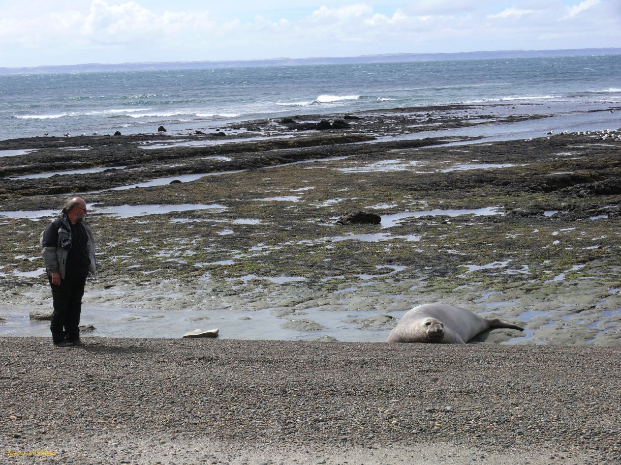 Patagonie Peninsule de Valdes Punta Ninfas  034 elephant de mer