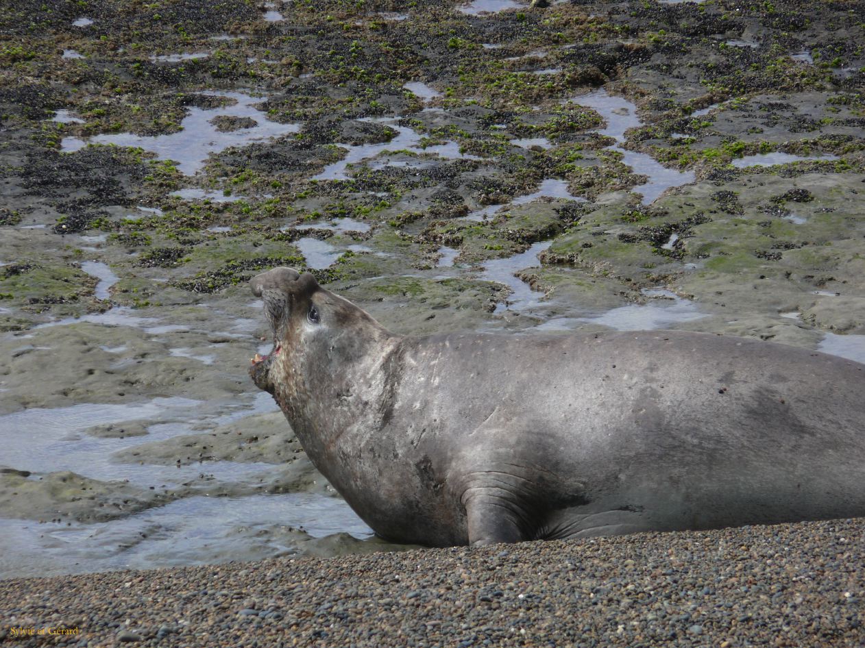 Patagonie Peninsule de Valdes Punta Ninfas  055 elephant de mer