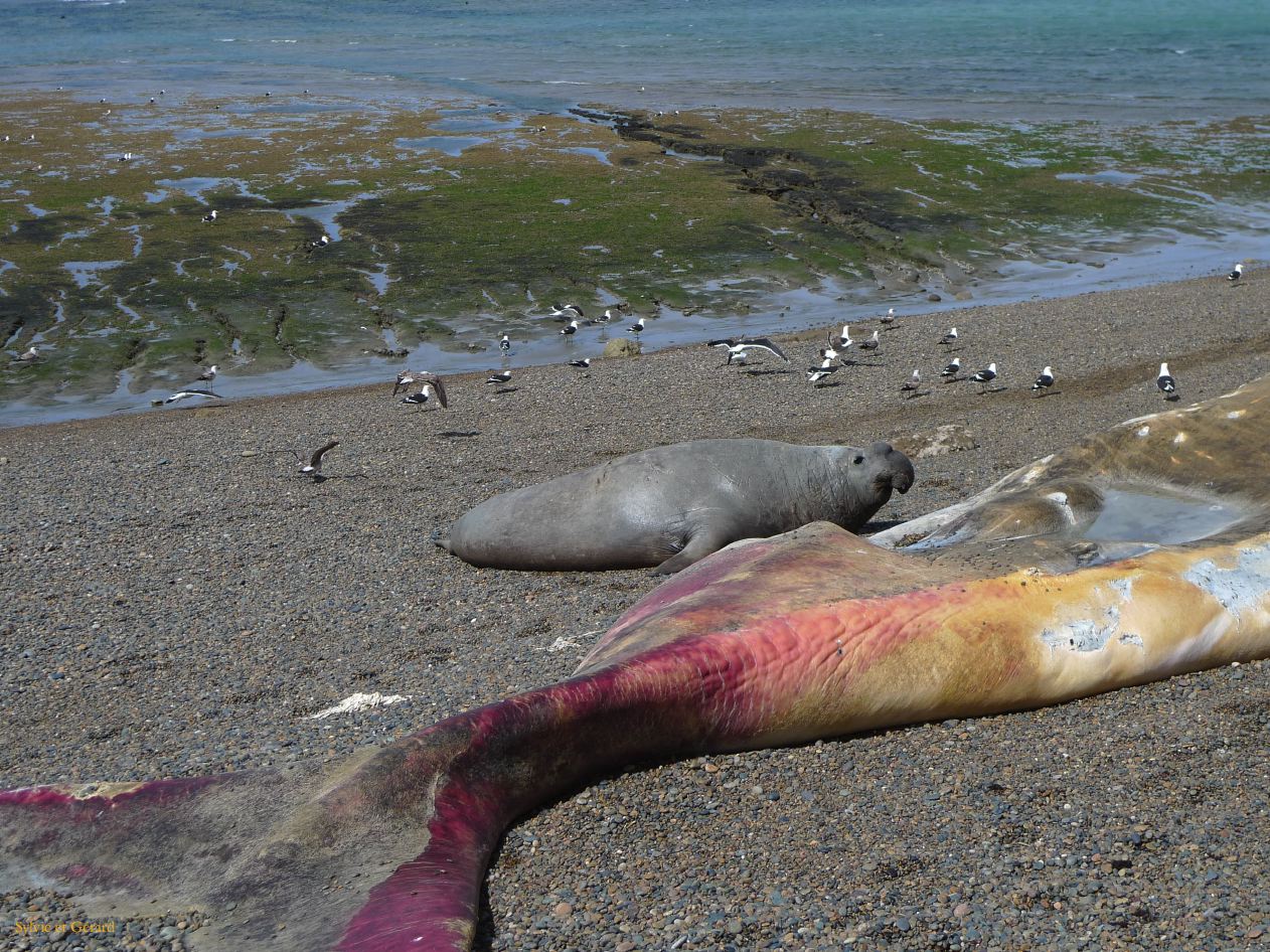 Patagonie Peninsule de Valdes Punta Ninfas  074 El macho s'attaque à la depouille d'une baleine