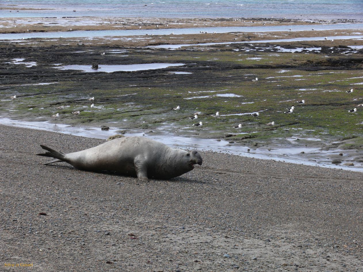 Patagonie Peninsule de Valdes Punta Ninfas  076 El macho vexe retourne a la mer