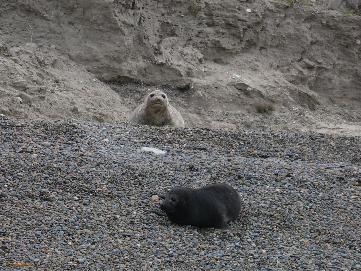 Patagonie Peninsule de Valdes Punta Ninfas  081 mere et son petit
