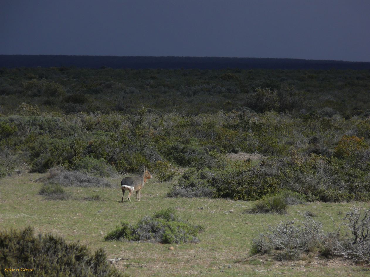 Patagonie Peninsule de Valdes Punta Ninfas  087 mara lievre de Patagonie