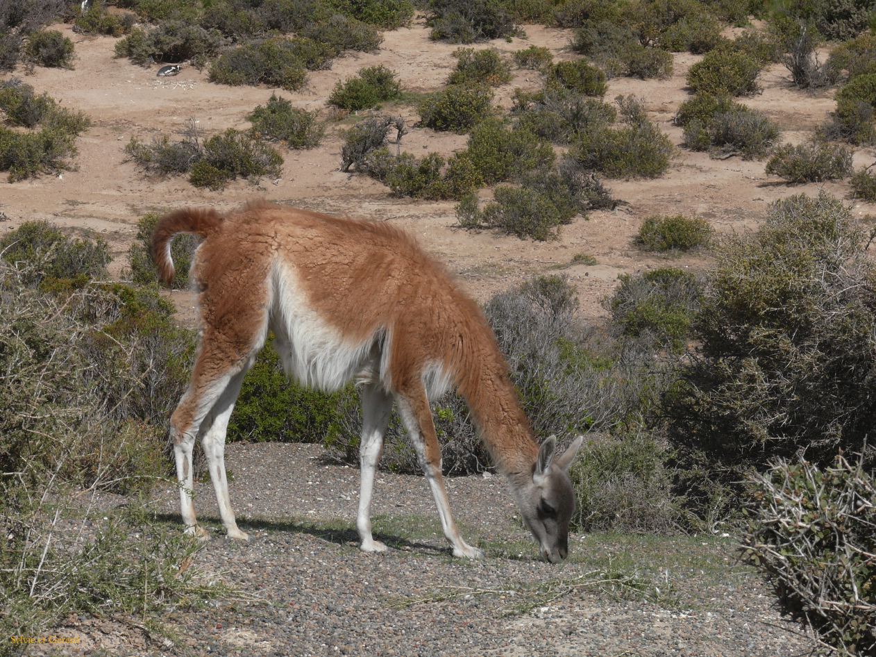 Patagonie Peninsule de Valdes Punta Tombo  011 guanaco