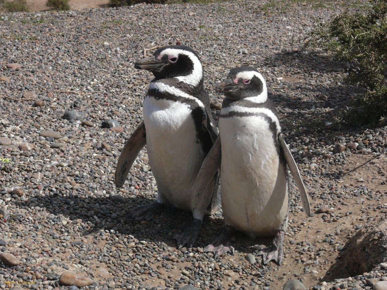 Patagonie Peninsule de Valdes Punta Tombo  032 couple pingouins de Magellan