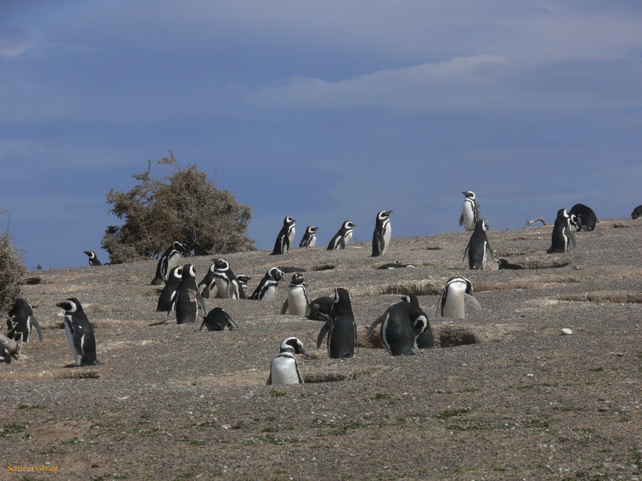 Patagonie Peninsule de Valdes Punta Tombo  047 nids des pingouins de Magellan