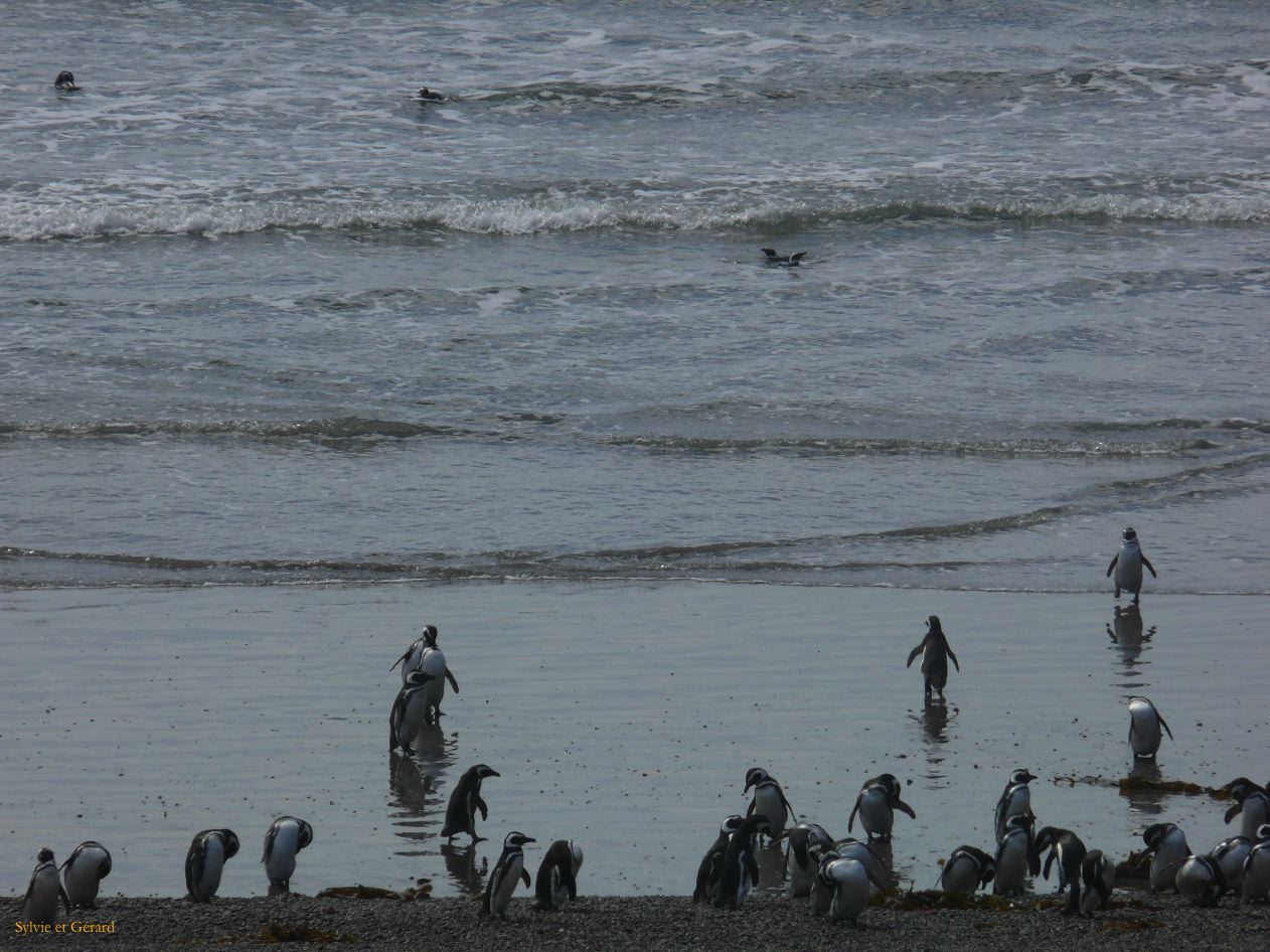 Patagonie Peninsule de Valdes Punta Tombo  061 on revient