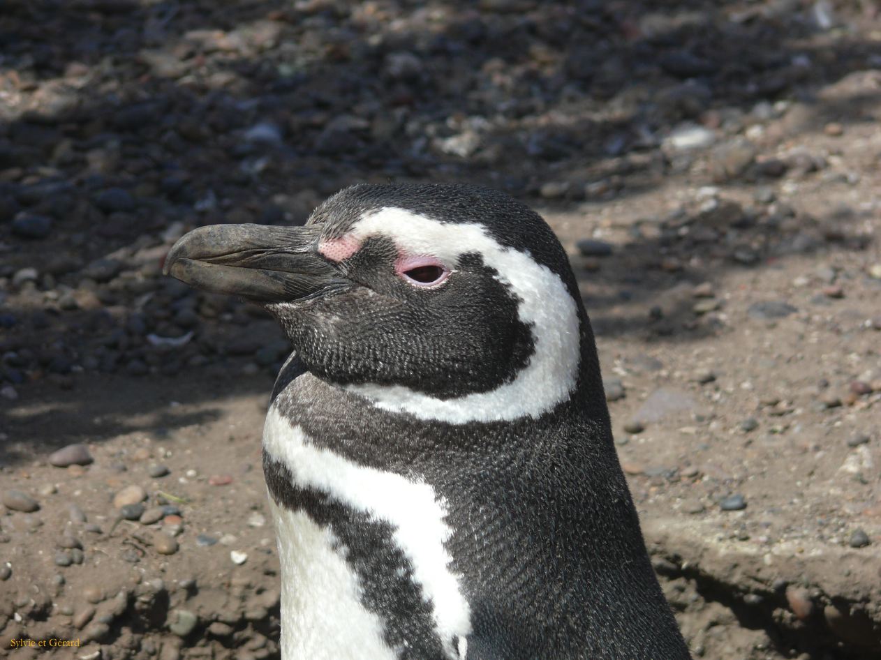 Patagonie Peninsule de Valdes Punta Tombo  073 pingouin de Magellan