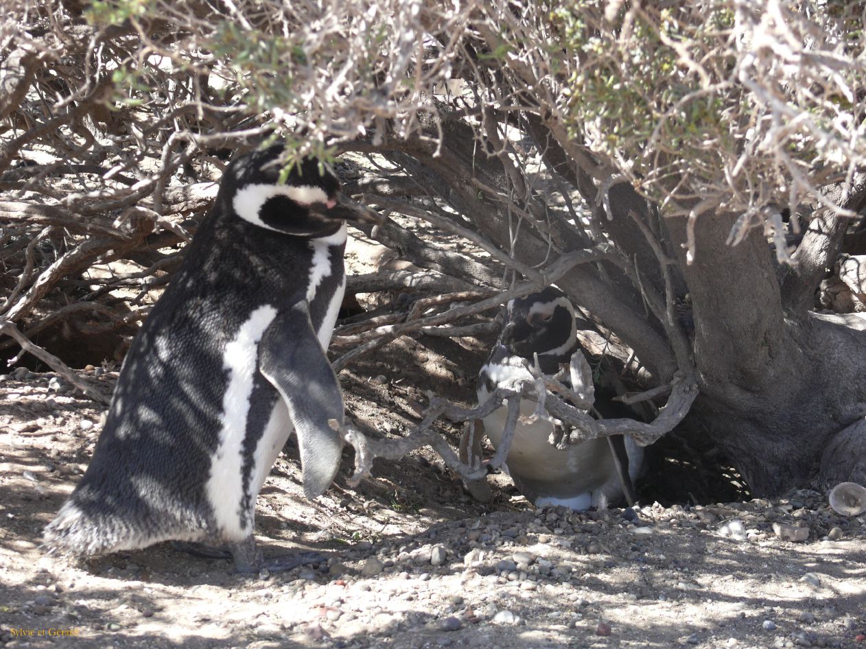 Patagonie Peninsule de Valdes Punta Tombo  098 couple couvant l'oeuf