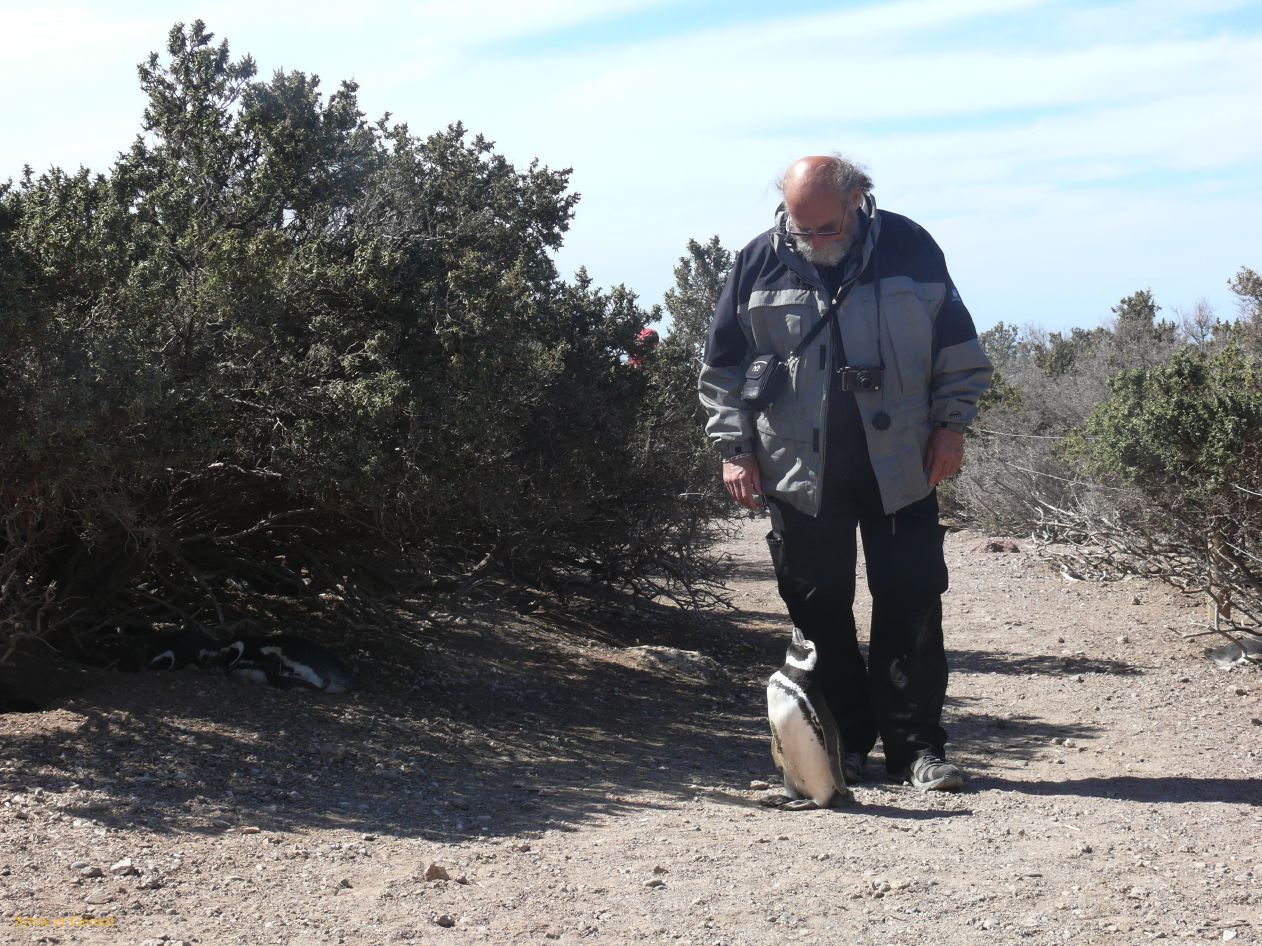 Patagonie Peninsule de Valdes Punta Tombo  100 qui est ce geant