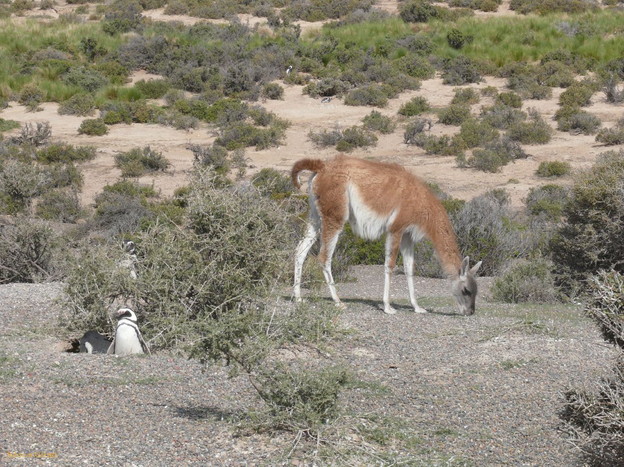 Patagonie Peninsule de Valdes Punta Tombo  101 pingouins et guanaco