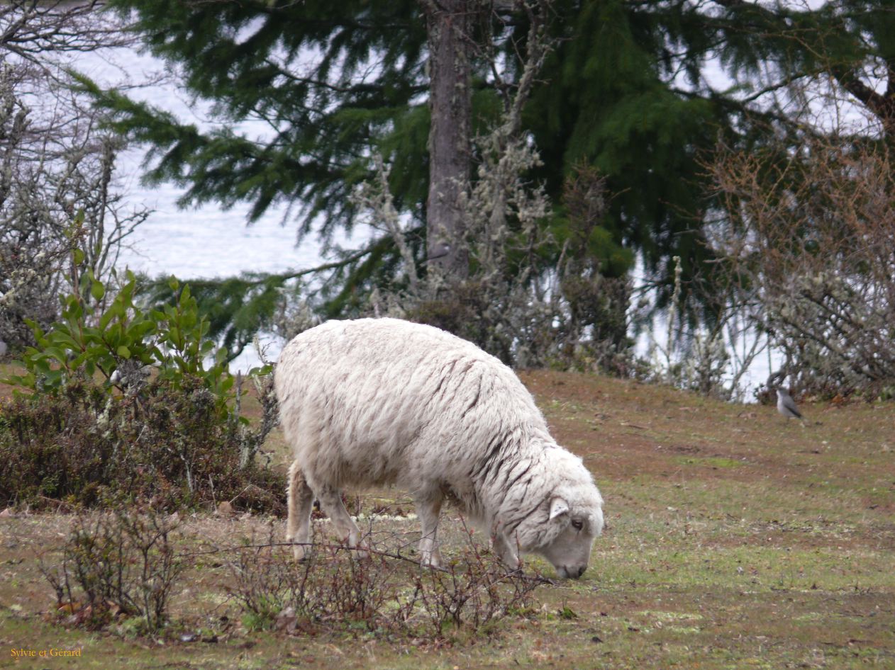Patagonie Bariloche los siete lagos  125