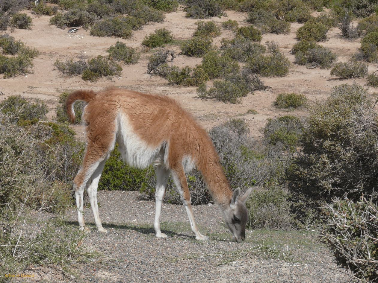 Patagonie Peninsule de Valdes Punta Tombo  102 guanaco