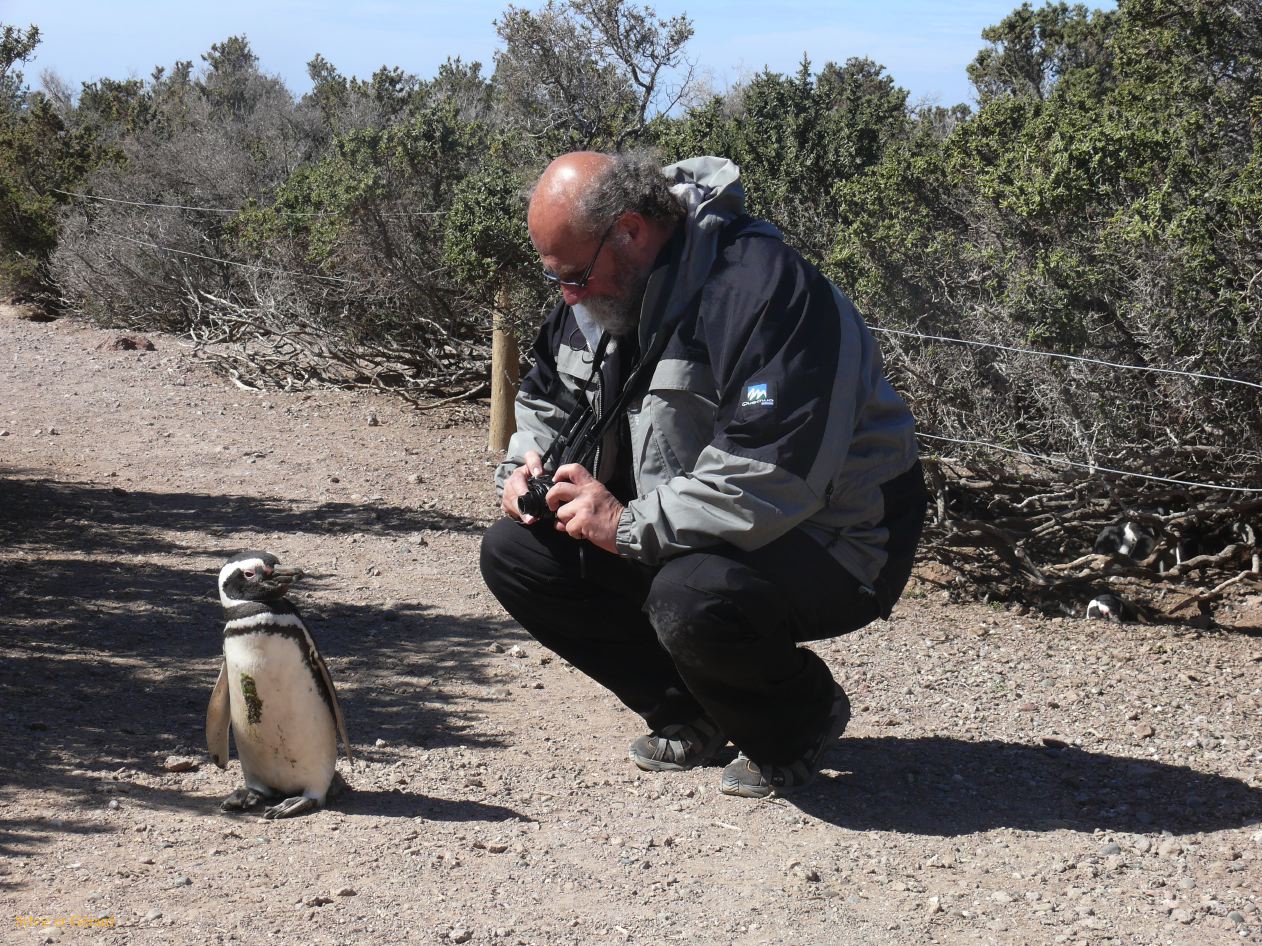 Patagonie Peninsule de Valdes Punta Tombo  104 je ne le connait pas