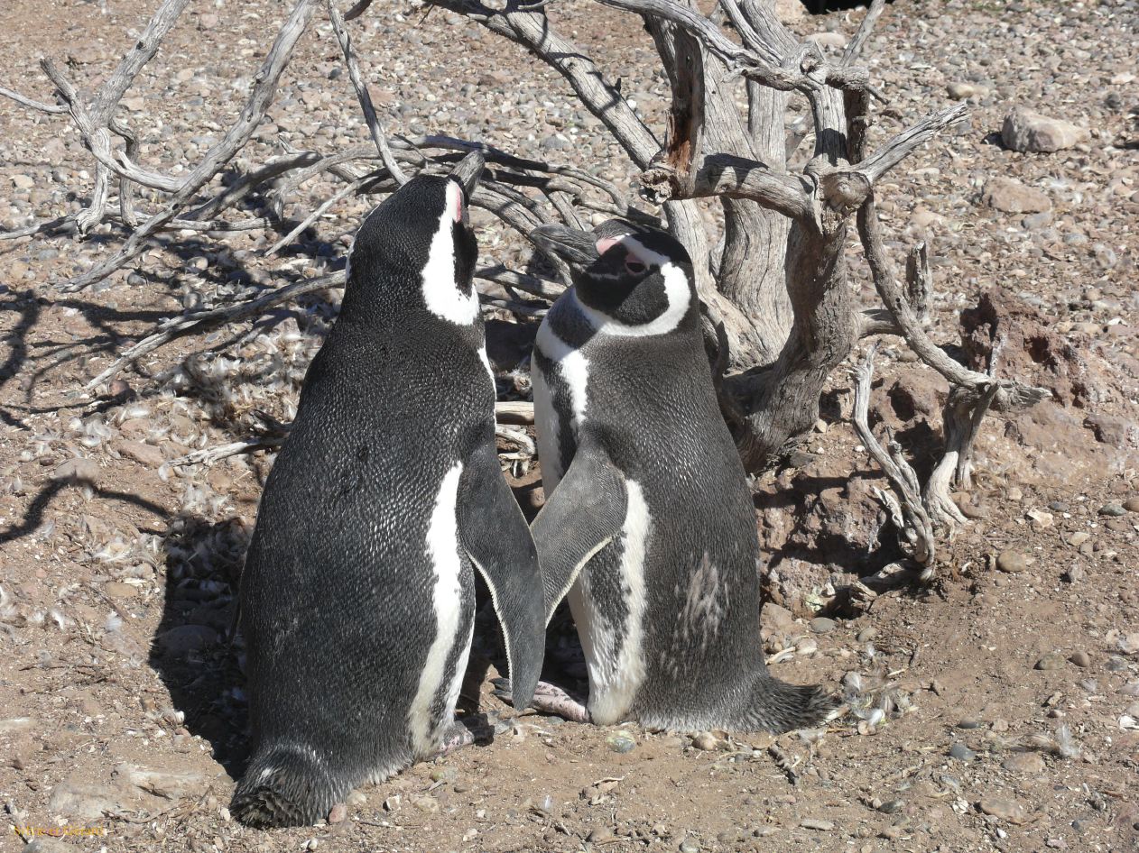 Patagonie Peninsule de Valdes Punta Tombo  122 couple 