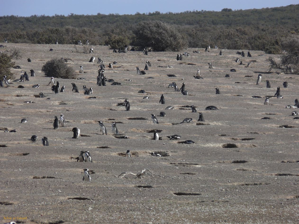 Patagonie Peninsule de Valdes Punta Tombo  123 nids de pingouins 