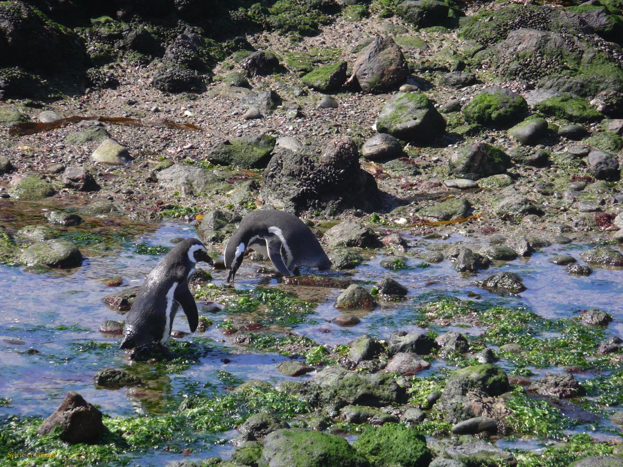 Patagonie Peninsule de Valdes Punta Tombo  125 on cherche