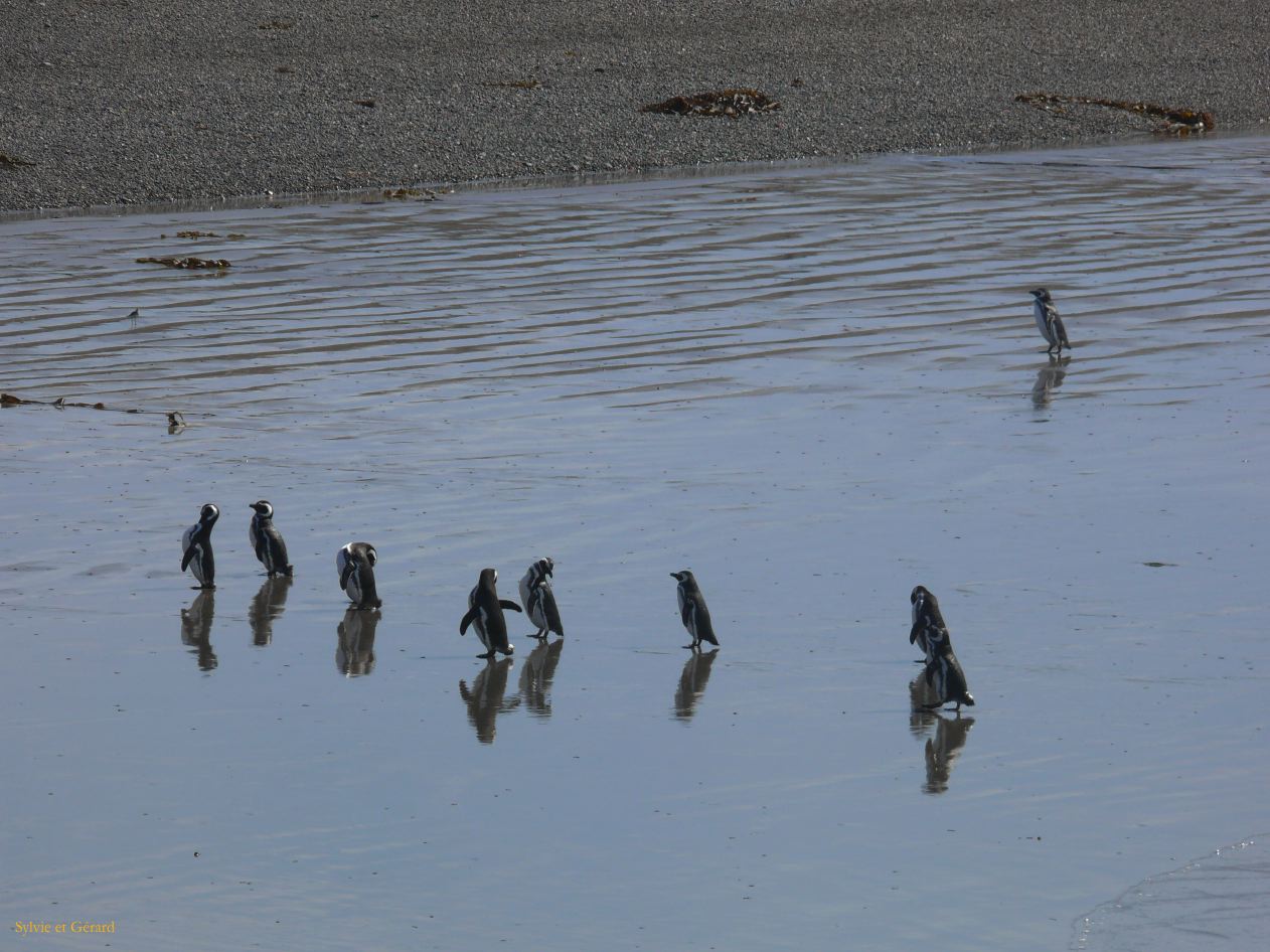 Patagonie Peninsule de Valdes Punta Tombo  140 on revient nourri