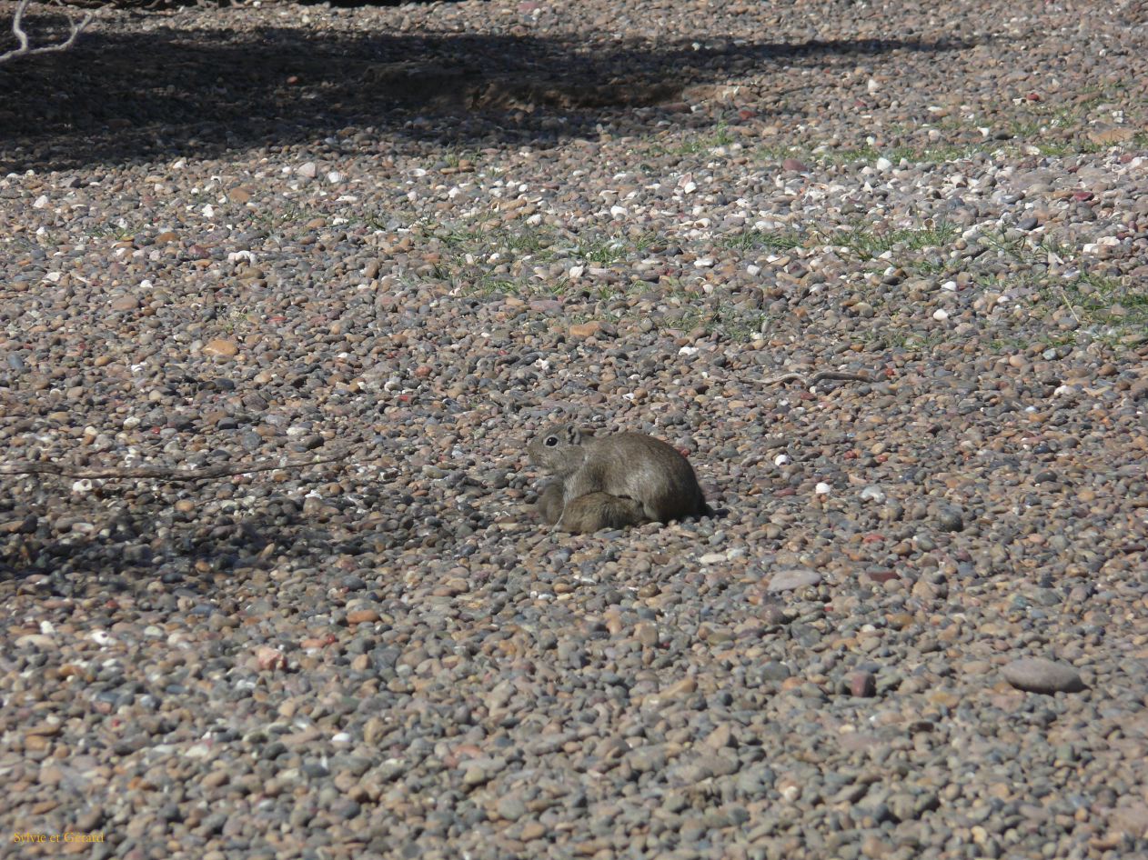 Patagonie Peninsule de Valdes Punta Tombo  169 cuis chico et ses petits