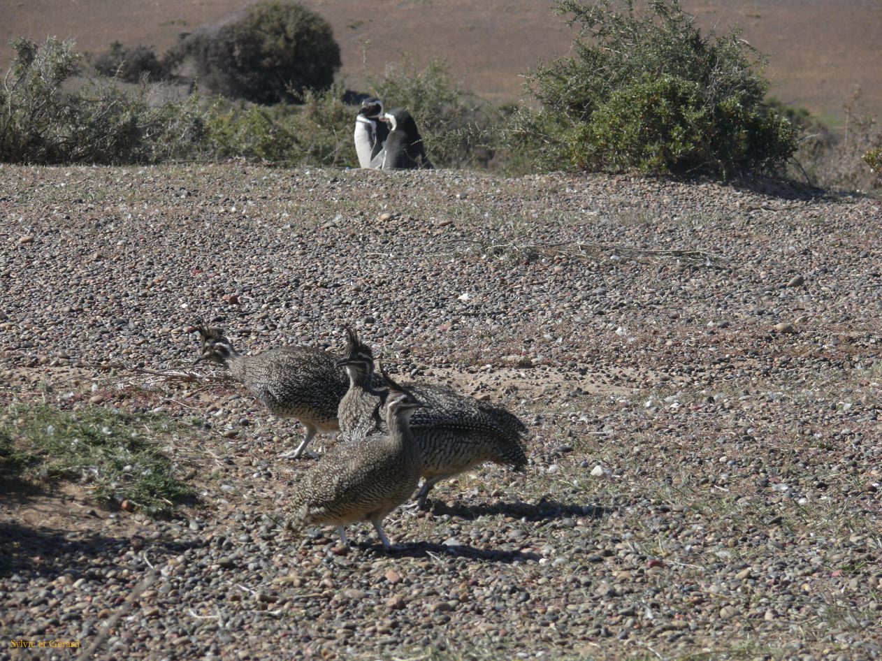 Patagonie Peninsule de Valdes Punta Tombo  173 martinetas