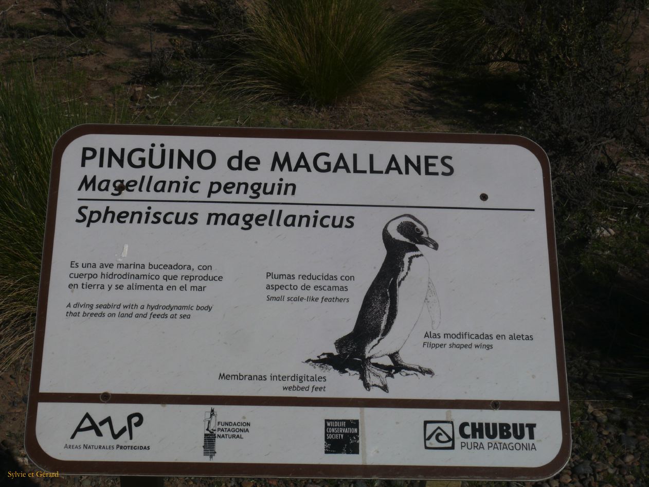 Patagonie Peninsule de Valdes Punta Tombo  175